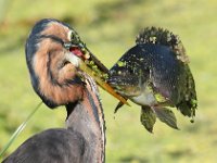 ek en my vangs  Purple Heron - Frieda Prinsloo 2014 : frieda